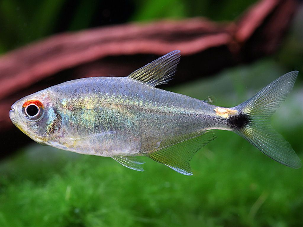 头尾灯 （Hemigrammus ocellifer）灯鱼饲养资料，图片