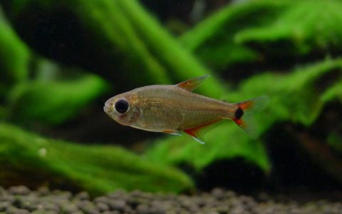 红翅黑豆灯 （Hyphessobrycon krenakore）灯鱼饲养资料，图片