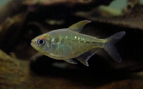 钻石灯 （Moenkhausia pittieri）灯鱼饲养资料，图片