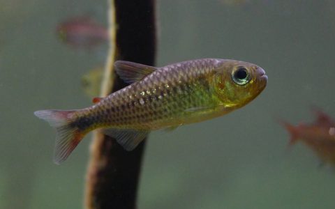 红翅彩虹可卡灯 （Moenkhausia sp.）灯鱼饲养资料，图片