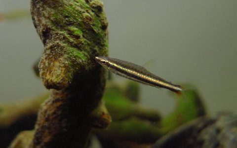 绿线铅笔灯 （Nannostomus marilynae）灯鱼饲养资料，图片