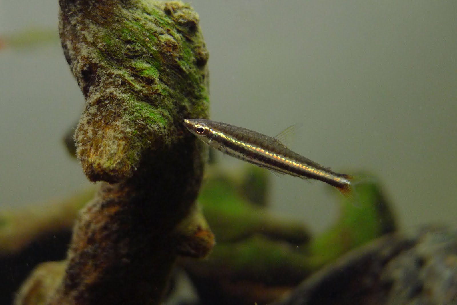 绿线铅笔灯 （Nannostomus marilynae）灯鱼饲养资料，图片