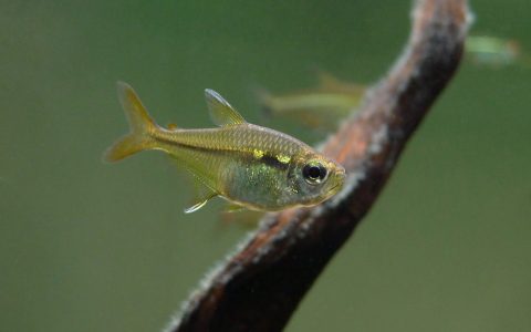 糖果王子灯 （Hemigrammus cf. elegans）灯鱼饲养资料，图片