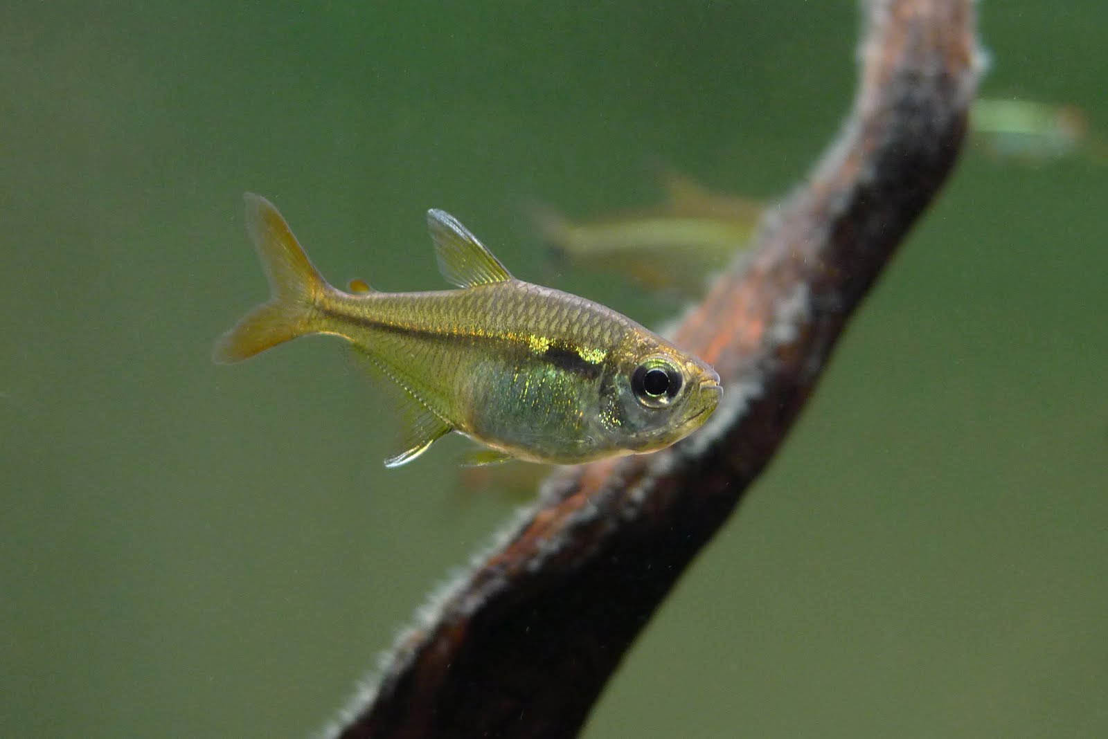 糖果王子灯 （Hemigrammus cf. elegans）灯鱼饲养资料，图片