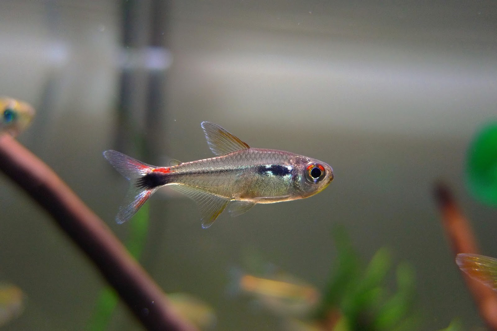 红尾翡翠灯 （Hyphessobrycon montagi）灯鱼饲养资料，图片