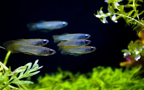蓝眼灯鱼Aplocheilichthys Normani饲养资料、图片