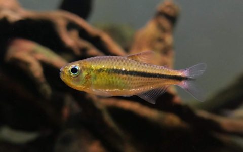 黄钻彩虹可卡灯 （Moenkhausia petymbuaba）灯鱼饲养资料，图片