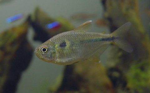 巨人紫蓝琉璃灯 （Moenkhausia naponis）灯鱼饲养资料，图片