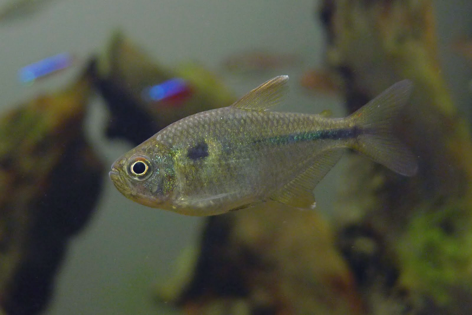 巨人紫蓝琉璃灯 （Moenkhausia naponis）灯鱼饲养资料，图片