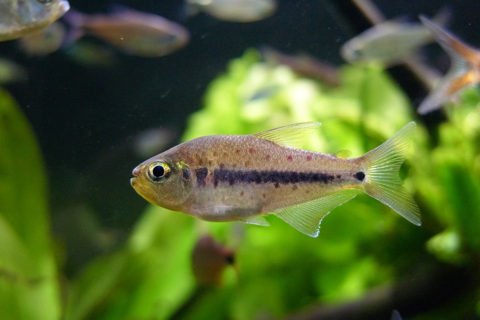 花豹灯 （Pseudochalceus kyburzi）灯鱼饲养资料，图片