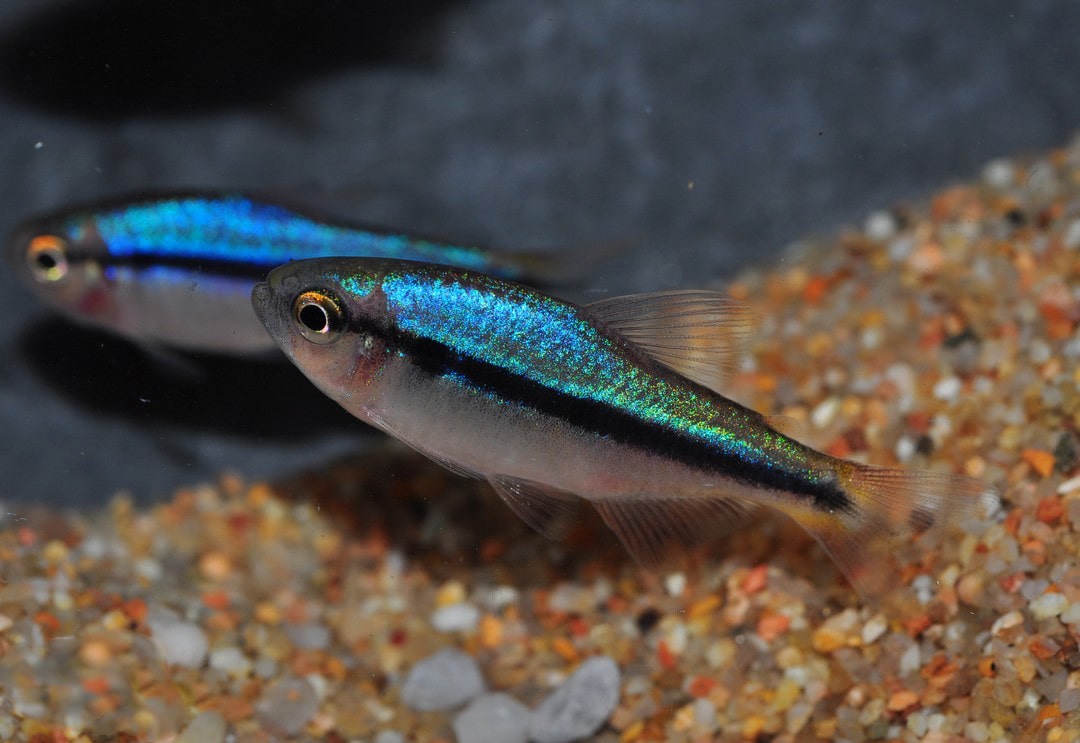 蓝缎带灯二型 （Hyphessobrycon melanostichos）灯鱼饲养资料，图片