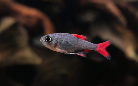 红太狼灯 （Hyphessobrycon eliyos）灯鱼饲养资料，图片