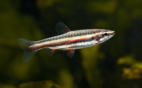小红铅笔 (Nannostomus marginatus)灯鱼饲养资料，图片