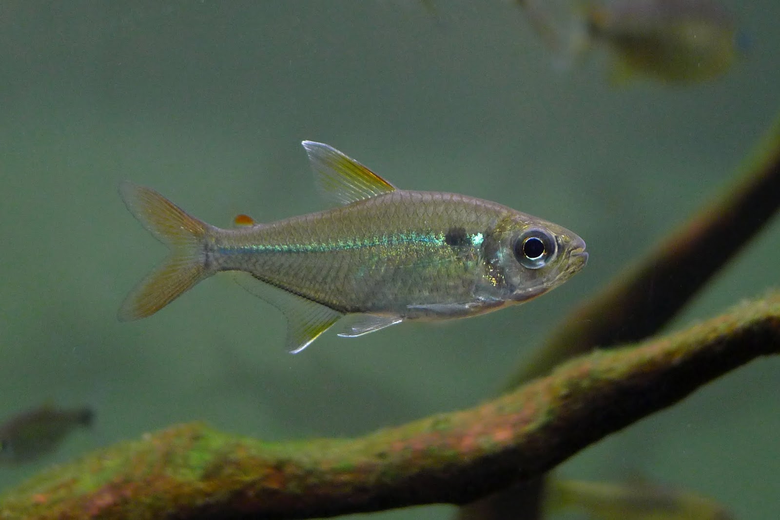 苏里南可乐蒂翠绿灯 （Moenkhausia collettii from Suriname）灯鱼饲养资料，图片