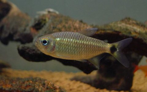 蓝眼闪鳞可卡灯 (Moenkhausia andrica)灯鱼饲养资料，图片