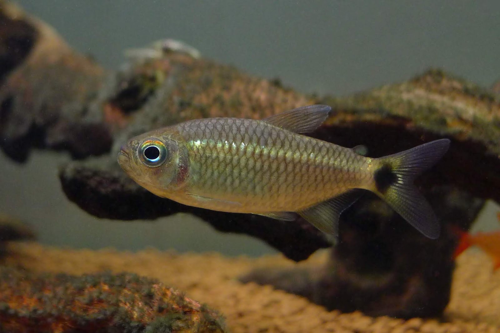 蓝眼闪鳞可卡灯 (Moenkhausia andrica)灯鱼饲养资料，图片