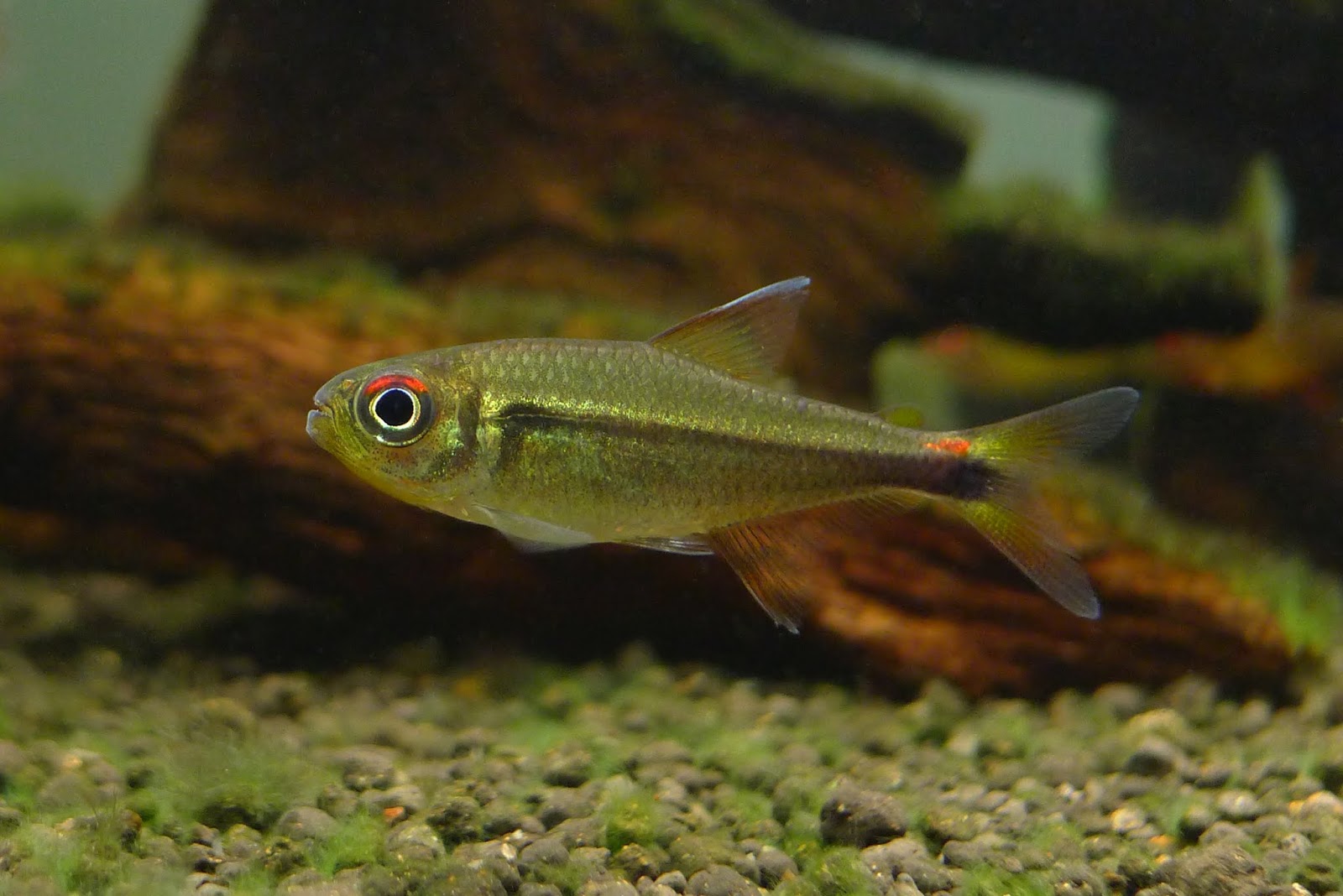 红眼祖鲁亚灯 （Hyphessobrycon chiribiquete）灯鱼饲养资料，图片