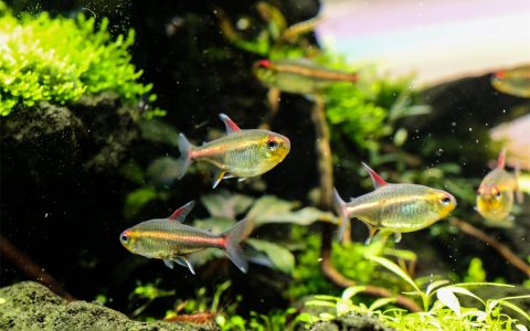 红灯管鱼Hemigrammus erythrozonus饲养资料、图片