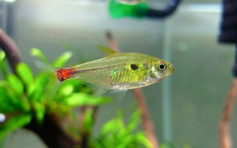 巴西一点红 （Hemigrammus stictus “red”）灯鱼饲养资料，图片