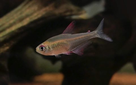 红鳍冰魄灯 （Hyphessobrycon platyodus）灯鱼饲养资料，图片