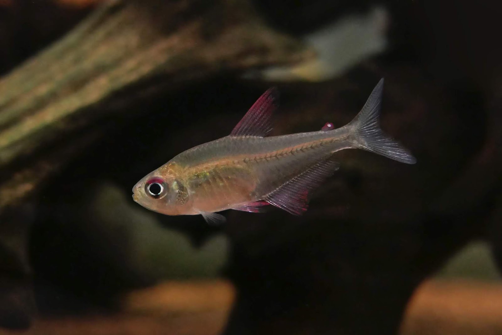 红鳍冰魄灯 （Hyphessobrycon platyodus）灯鱼饲养资料，图片