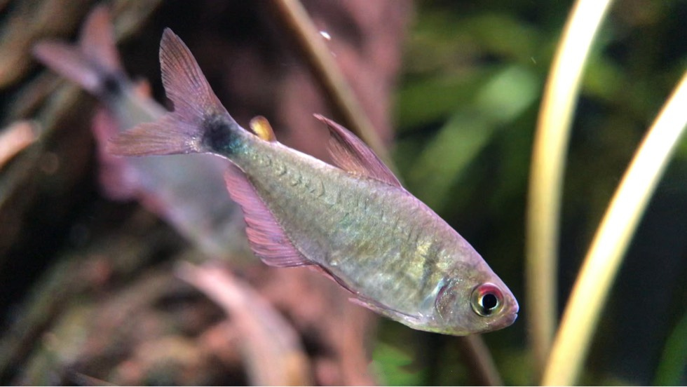 紫衣凯蒂灯 （Hyphessobrycon sp.）灯鱼饲养资料，图片