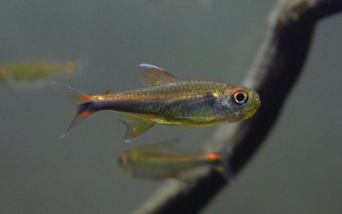 红尾黑霓虹 (Hyphessobr​ycon peruvianus)灯鱼饲养资料，图片
