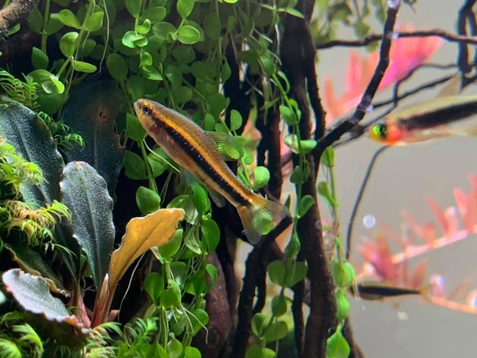 珍珠灯 （Poecilocharax weitzmani）灯鱼饲养资料，图片
