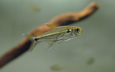 泪眼三色灯 (Hyphessobrycon sp. “Boqueron”)灯鱼饲养资料，图片