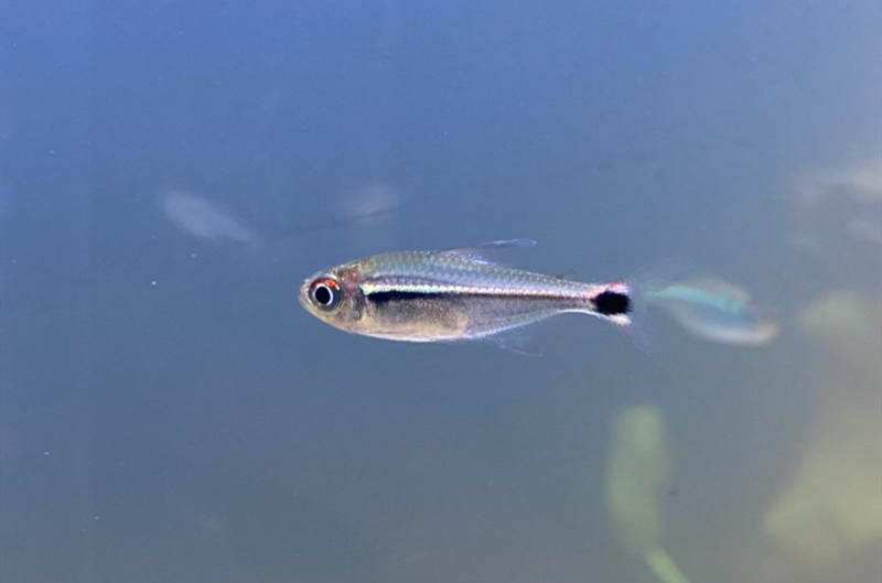 虹带萤火虫灯 （Hemigrammus sp.）灯鱼饲养资料，图片
