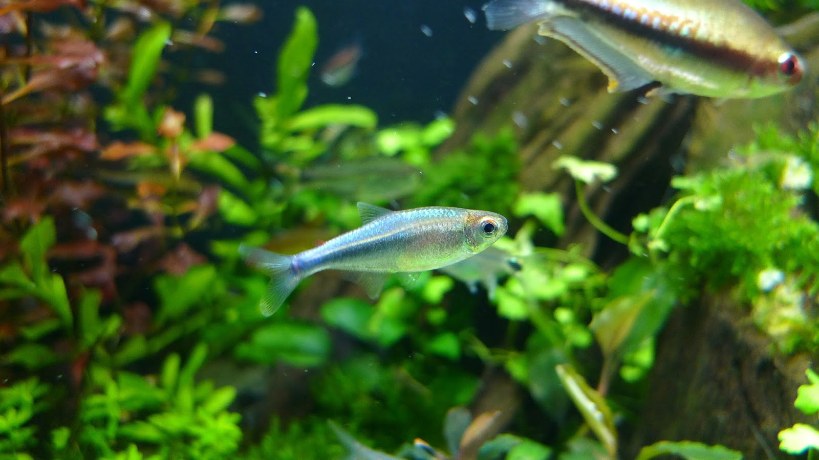 蓝法拉利灯 （Acrobrycon ipanquianus ？）灯鱼饲养资料，图片