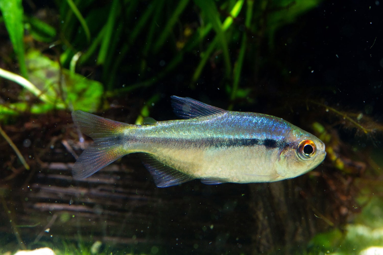蓝缎带灯二型 （Hyphessobrycon melanostichos）灯鱼饲养资料，图片