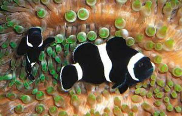 澳洲小丑鱼饲养资料，图片
