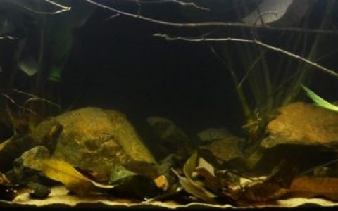 伊图里森林刚果河流域原生态鱼缸造景 19年第133名