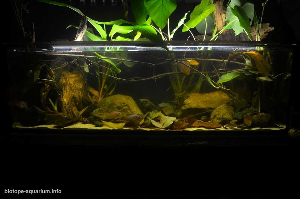 伊图里森林刚果河流域原生态鱼缸造景 19年第133名