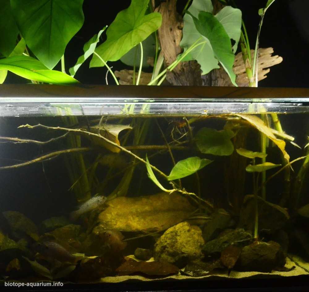 伊图里森林刚果河流域原生态鱼缸造景 19年第133名