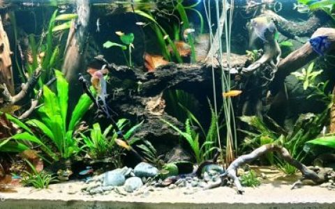 巴西里约黑河的清澈水域原生鱼缸造景 19年134名