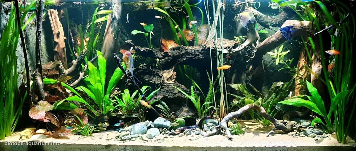 巴西里约黑河的清澈水域原生鱼缸造景 19年134名