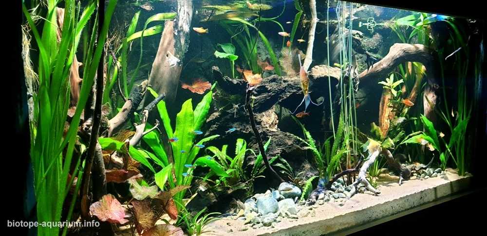 巴西里约黑河的清澈水域原生鱼缸造景 19年134名