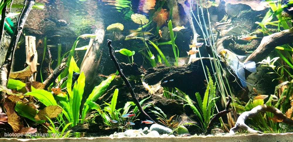 巴西里约黑河的清澈水域原生鱼缸造景 19年134名