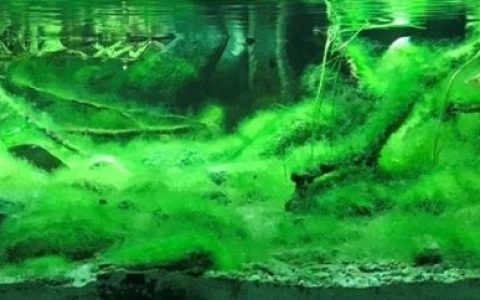中国泰山北麓的泉水原生鱼缸造景 19年第135名