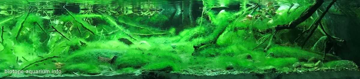 中国泰山北麓的泉水原生鱼缸造景 19年第135名