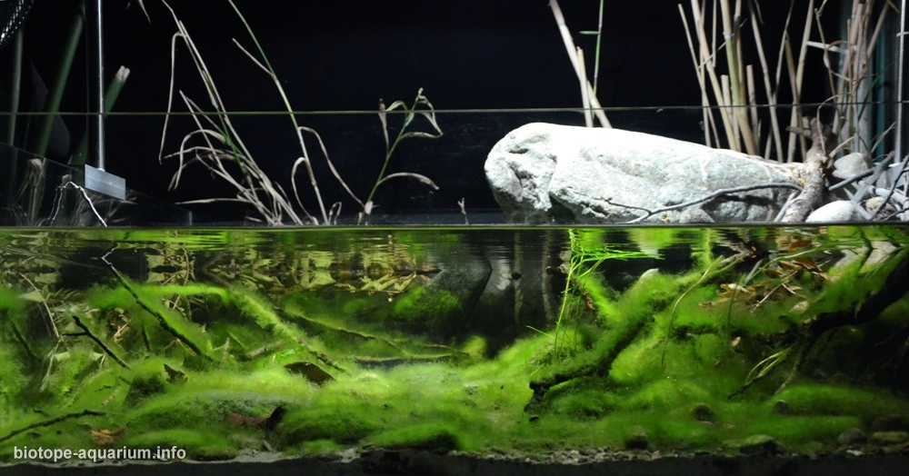 中国泰山北麓的泉水原生鱼缸造景 19年第135名