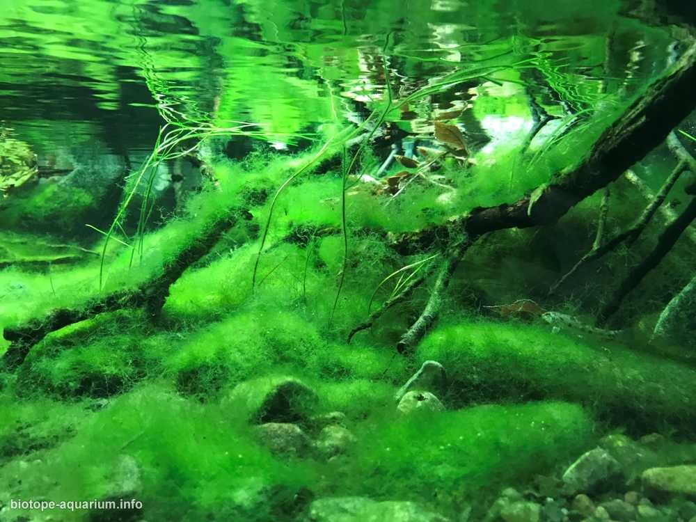 中国泰山北麓的泉水原生鱼缸造景 19年第135名