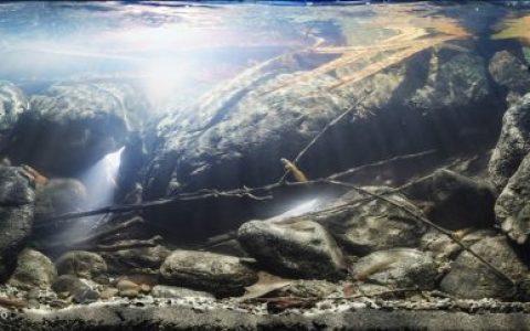 菲律宾莱特岛拉古拉古溪流瀑布急流原生缸造景 19年第二名