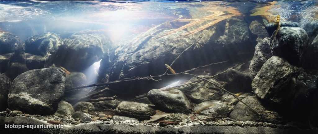 菲律宾莱特岛拉古拉古溪流瀑布急流原生缸造景 19年第二名