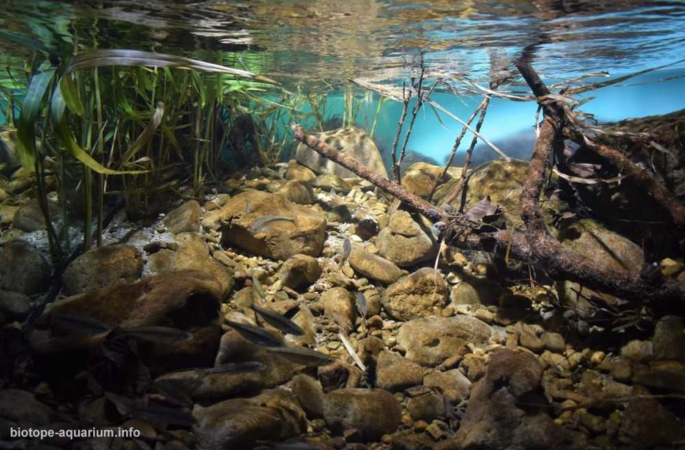意大利 Gessi 地区公园 San Lazzaro di Savena 溪流原生缸造景 19年第4名