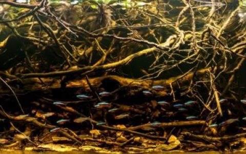 巴西黑河支流巴塞洛斯附近的森林溪流原生缸造景 19年第5名