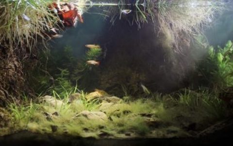 中国佛山枣木山杨梅河干季的河岸原生缸造景 19年第9名