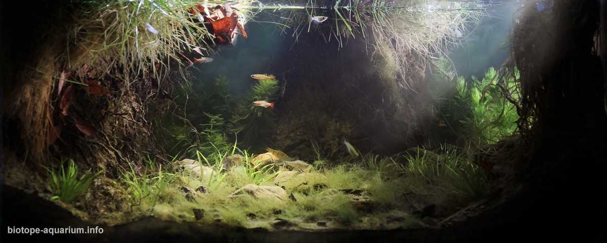 中国佛山枣木山杨梅河干季的河岸原生缸造景 19年第9名